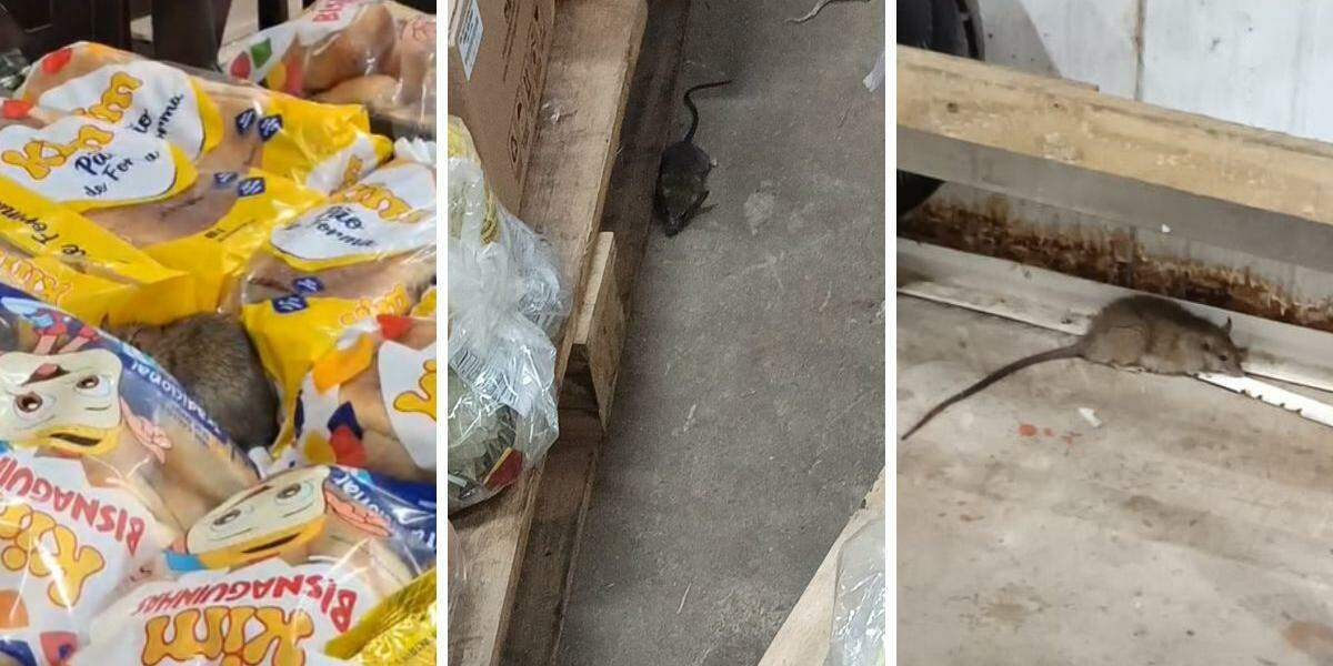 Ratos estão sendo vistos com frequência no Tenda Atacado de Praia Grande