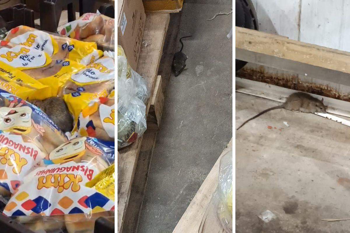 Ratos estão sendo vistos com frequência no Tenda Atacado de Praia Grande