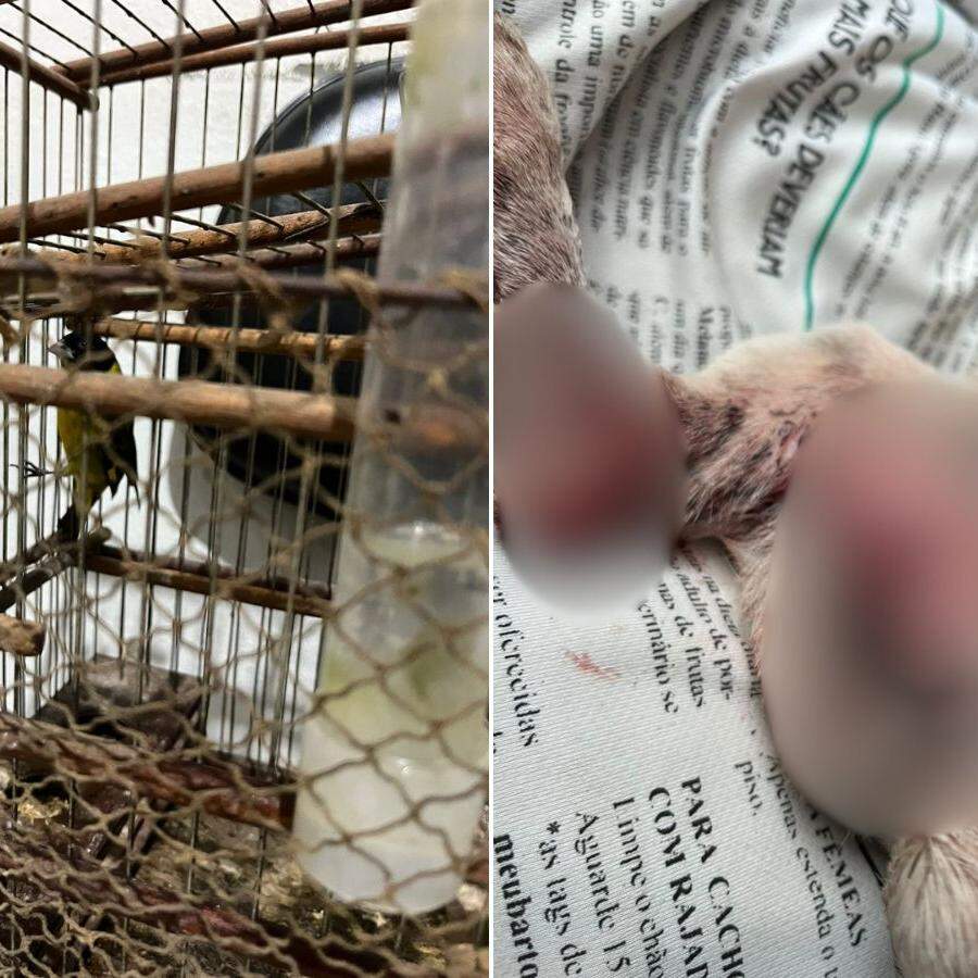 Seis animais foram encontrados em situação de maus-tratos