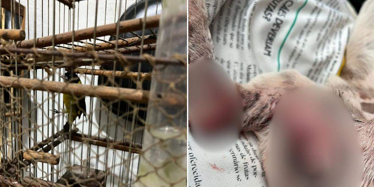 Seis animais foram encontrados em situação de maus-tratos