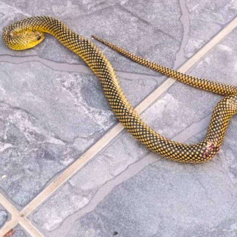 A cobra acabou morta dentro da residência na Baixada Santista