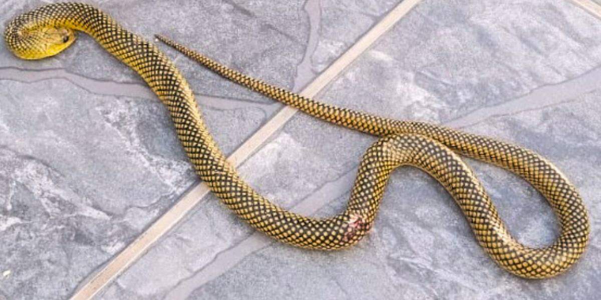 A cobra acabou morta dentro da residência na Baixada Santista
