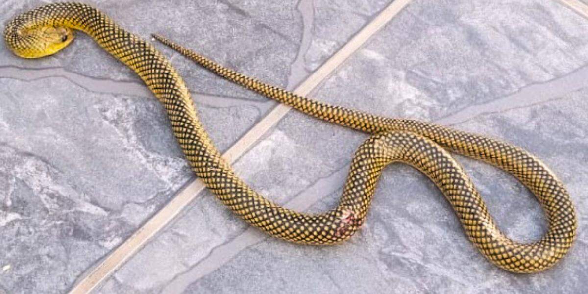 A cobra acabou morta dentro da residência na Baixada Santista