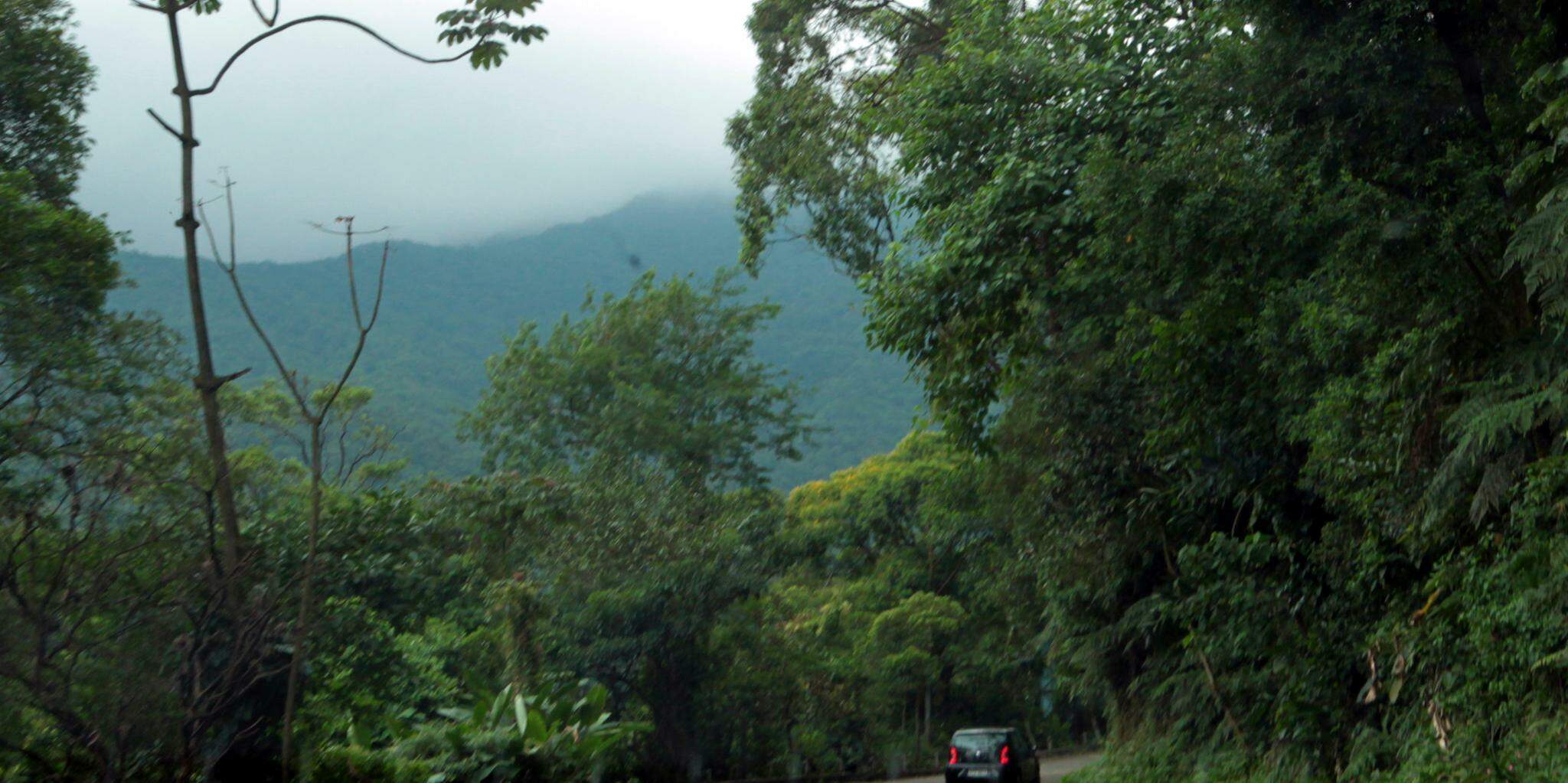 Trecho de Mata Atlântica em Cubatão: plataforma oferece dados atualizados sobre biodiversidade