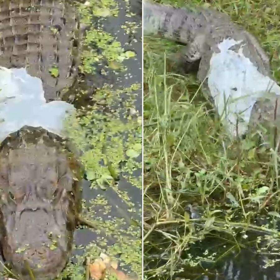 Animal foi visto na lagoa da Alemoa