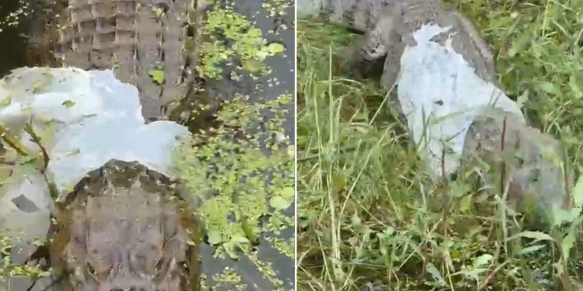 Animal foi visto na lagoa da Alemoa