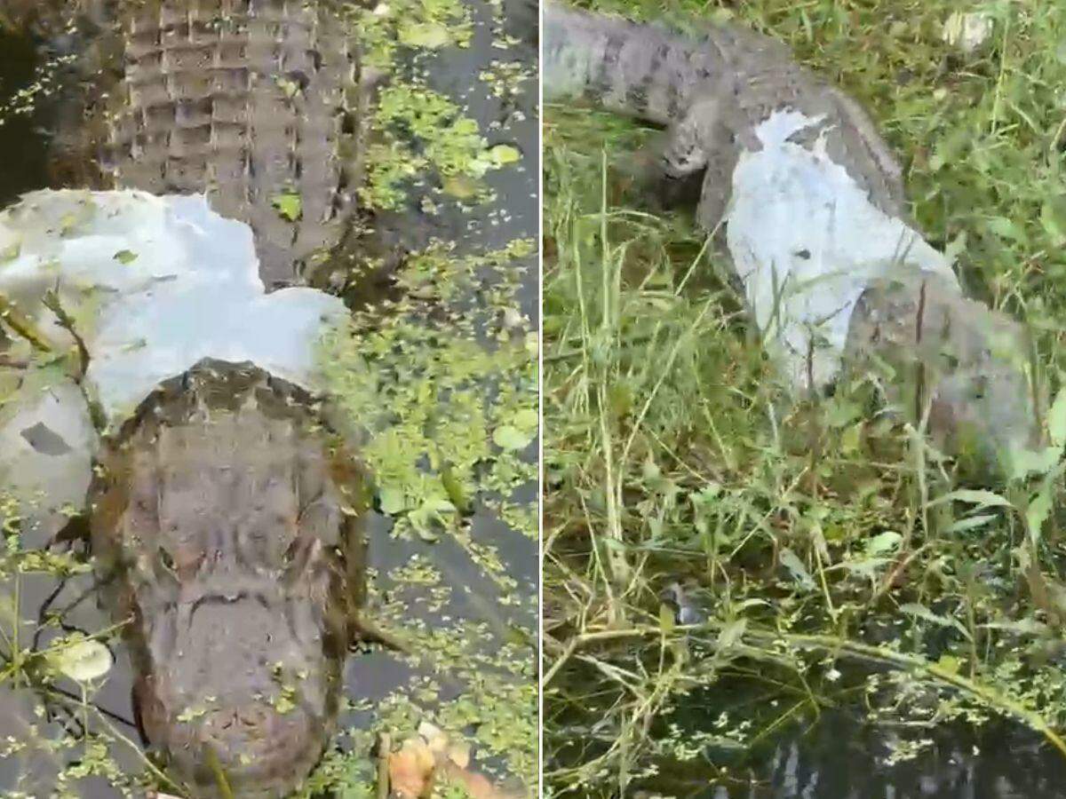 Animal foi visto na lagoa da Alemoa