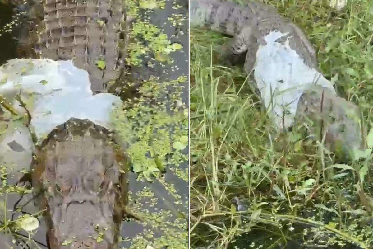Animal foi visto na lagoa da Alemoa