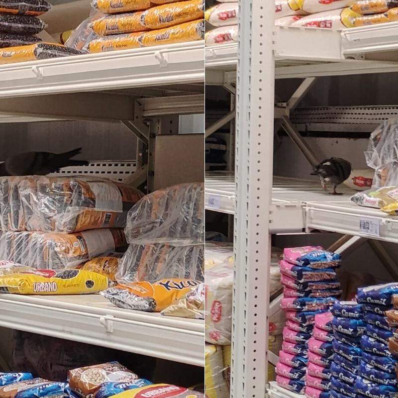 Pombos foram vistos nas áreas de arroz e feijão e hortifrúti do Fort Atacadista em Santos