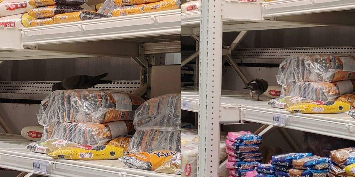 Pombos foram vistos nas áreas de arroz e feijão e hortifrúti do Fort Atacadista em Santos