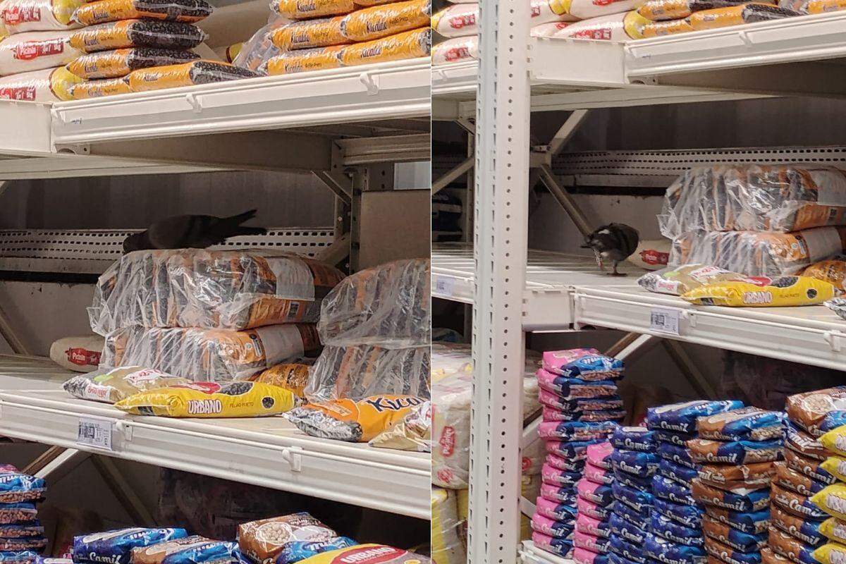 Pombos foram vistos nas áreas de arroz e feijão e hortifrúti do Fort Atacadista em Santos