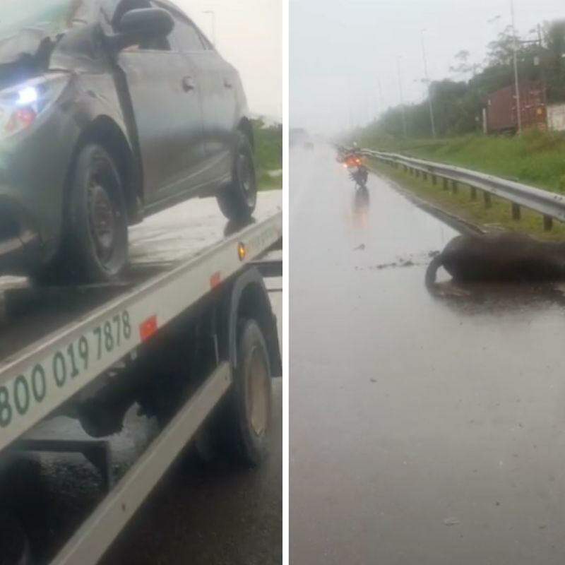 Animal foi atropelado na altura do km 5 da Rodovia Cônego Domênico Rangoni, no sentido Guarujá