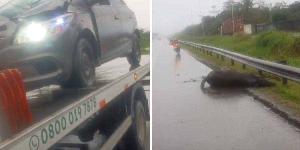 Animal foi atropelado na altura do km 5 da Rodovia Cônego Domênico Rangoni, no sentido Guarujá