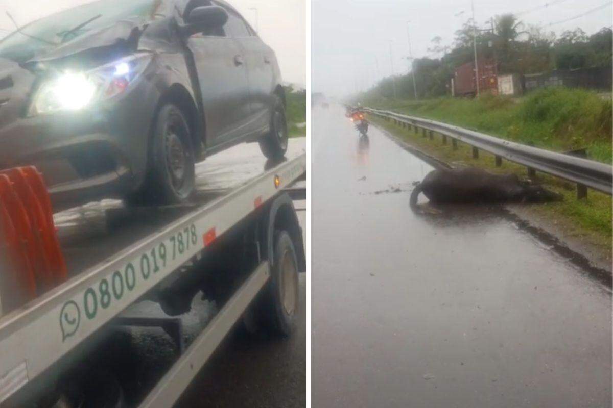 Animal foi atropelado na altura do km 5 da Rodovia Cônego Domênico Rangoni, no sentido Guarujá