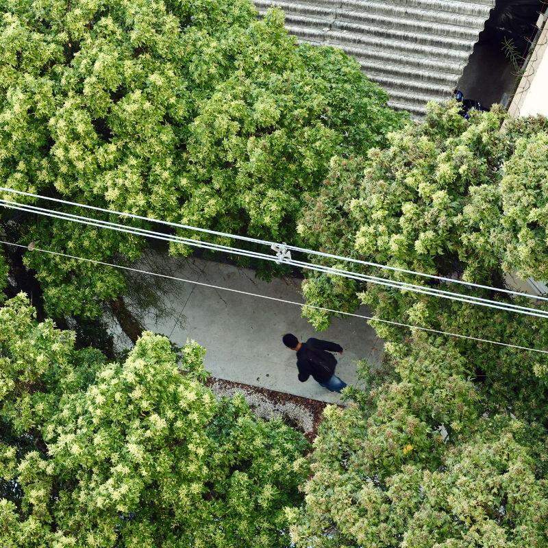 No ano passado, foram plantadas 2,4 mil árvores em Santos; meta de 10 mil será atingida, diz secretário