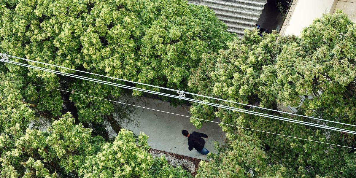 No ano passado, foram plantadas 2,4 mil árvores em Santos; meta de 10 mil será atingida, diz secretário