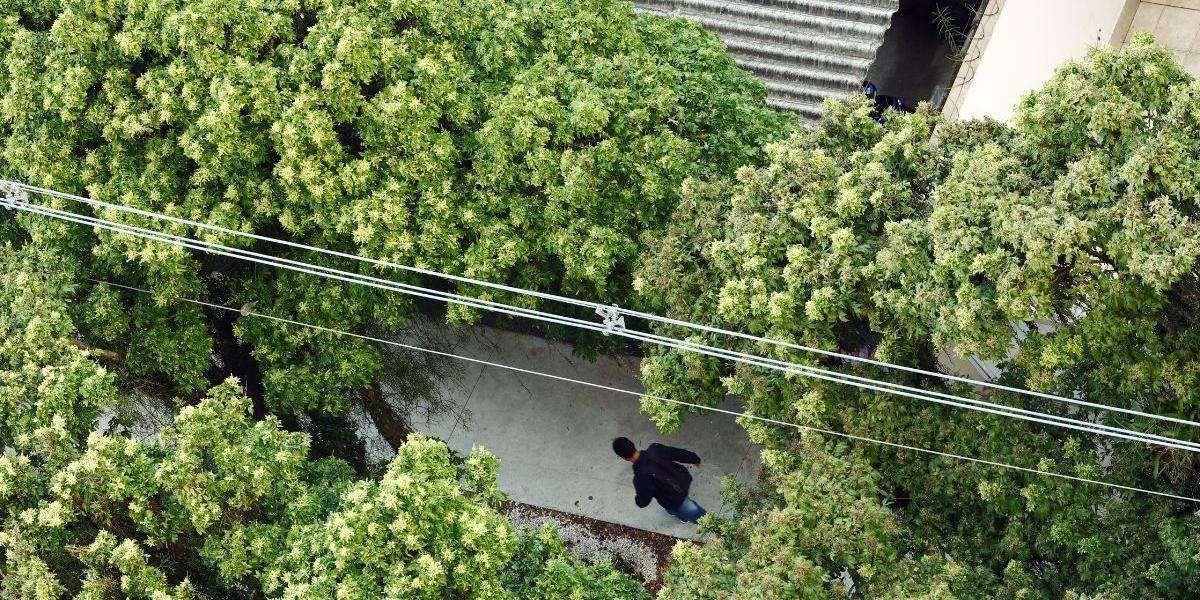 No ano passado, foram plantadas 2,4 mil árvores em Santos; meta de 10 mil será atingida, diz secretário