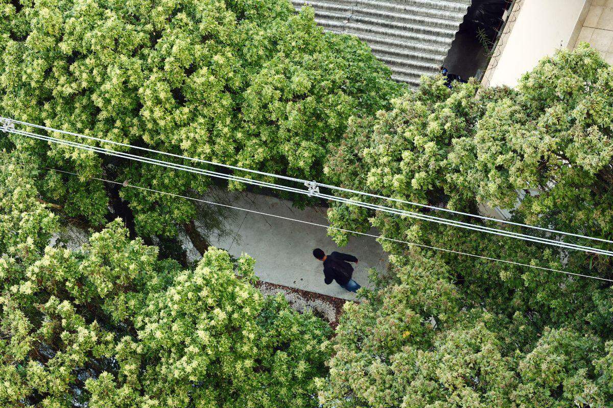No ano passado, foram plantadas 2,4 mil árvores em Santos; meta de 10 mil será atingida, diz secretário