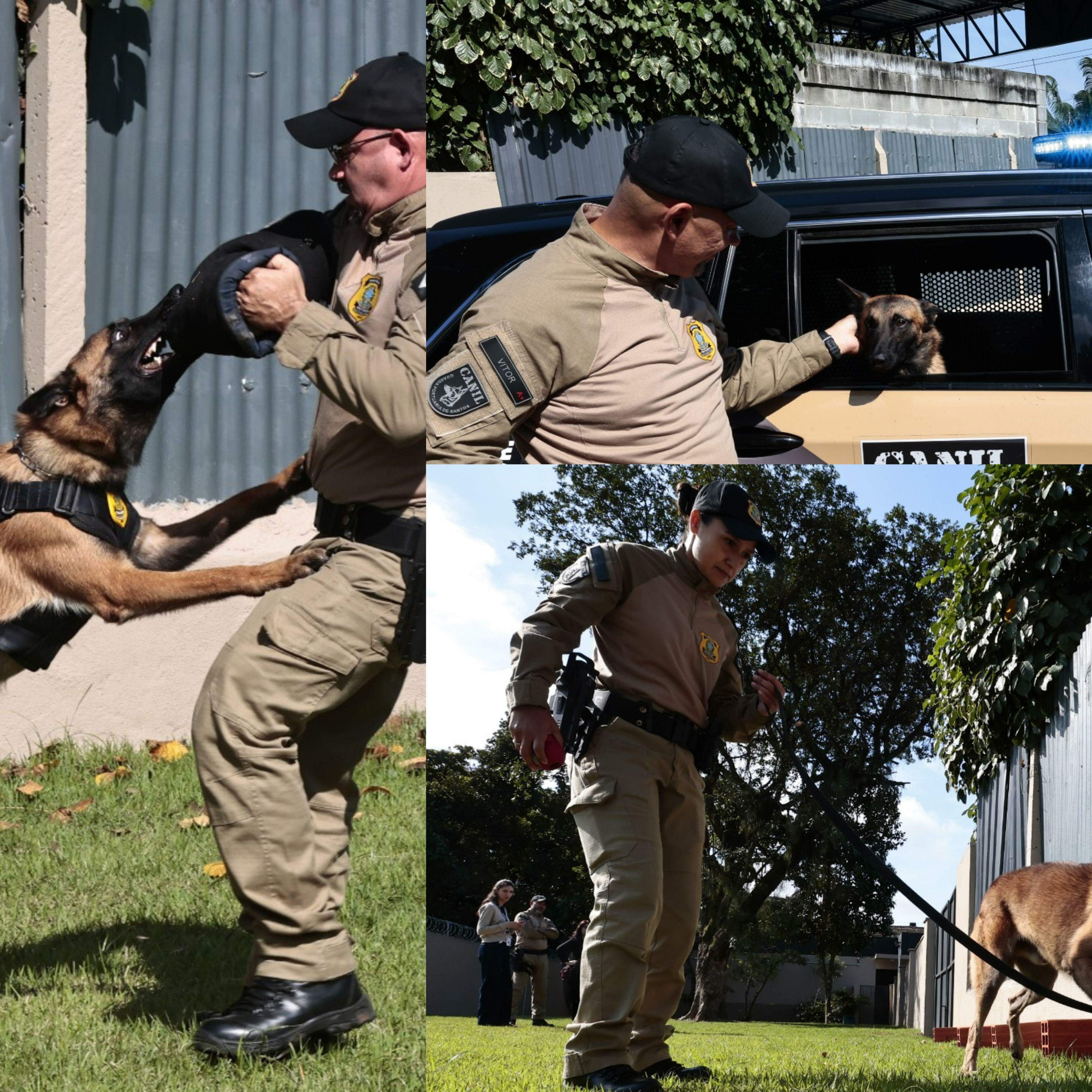 Dos oito cachorros, sete são da raça pastor-belga-malinois e um é golden retriever. A Guarda Portuária é referência no adestramento de cães e na atuação operacional, com destaque para diversas ocorrências que levaram à apreensão de drogas em apoio à Polícia Federal e à Receita Federal