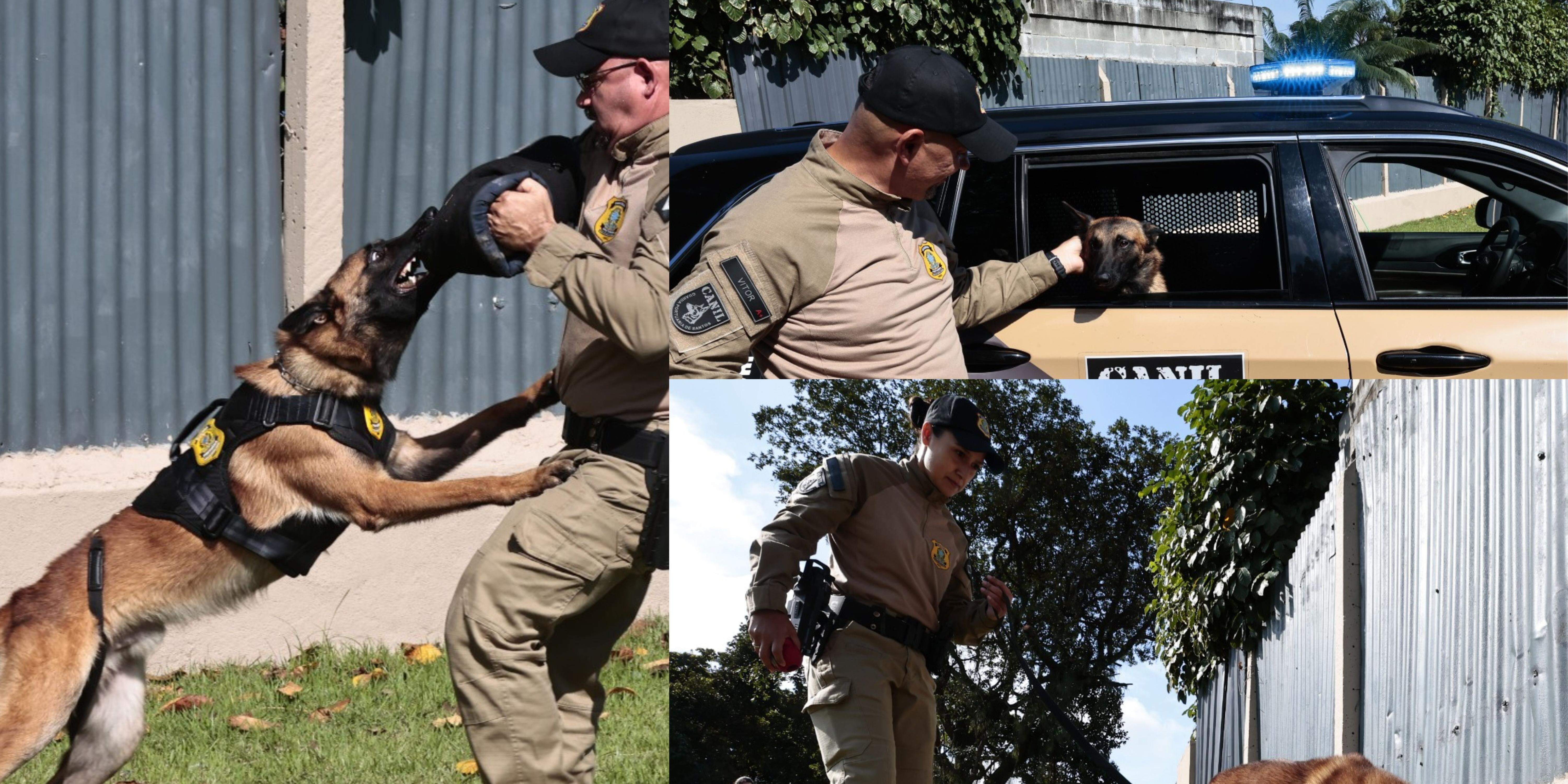 Dos oito cachorros, sete são da raça pastor-belga-malinois e um é golden retriever. A Guarda Portuária é referência no adestramento de cães e na atuação operacional, com destaque para diversas ocorrências que levaram à apreensão de drogas em apoio à Polícia Federal e à Receita Federal