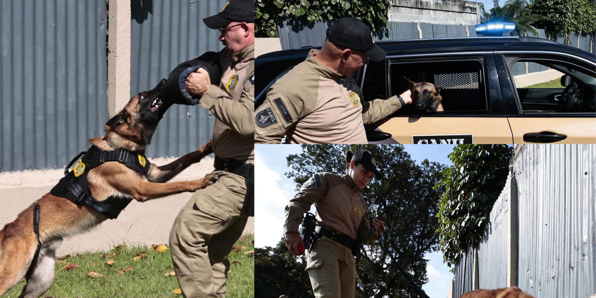 Dos oito cachorros, sete são da raça pastor-belga-malinois e um é golden retriever. A Guarda Portuária é referência no adestramento de cães e na atuação operacional, com destaque para diversas ocorrências que levaram à apreensão de drogas em apoio à Polícia Federal e à Receita Federal