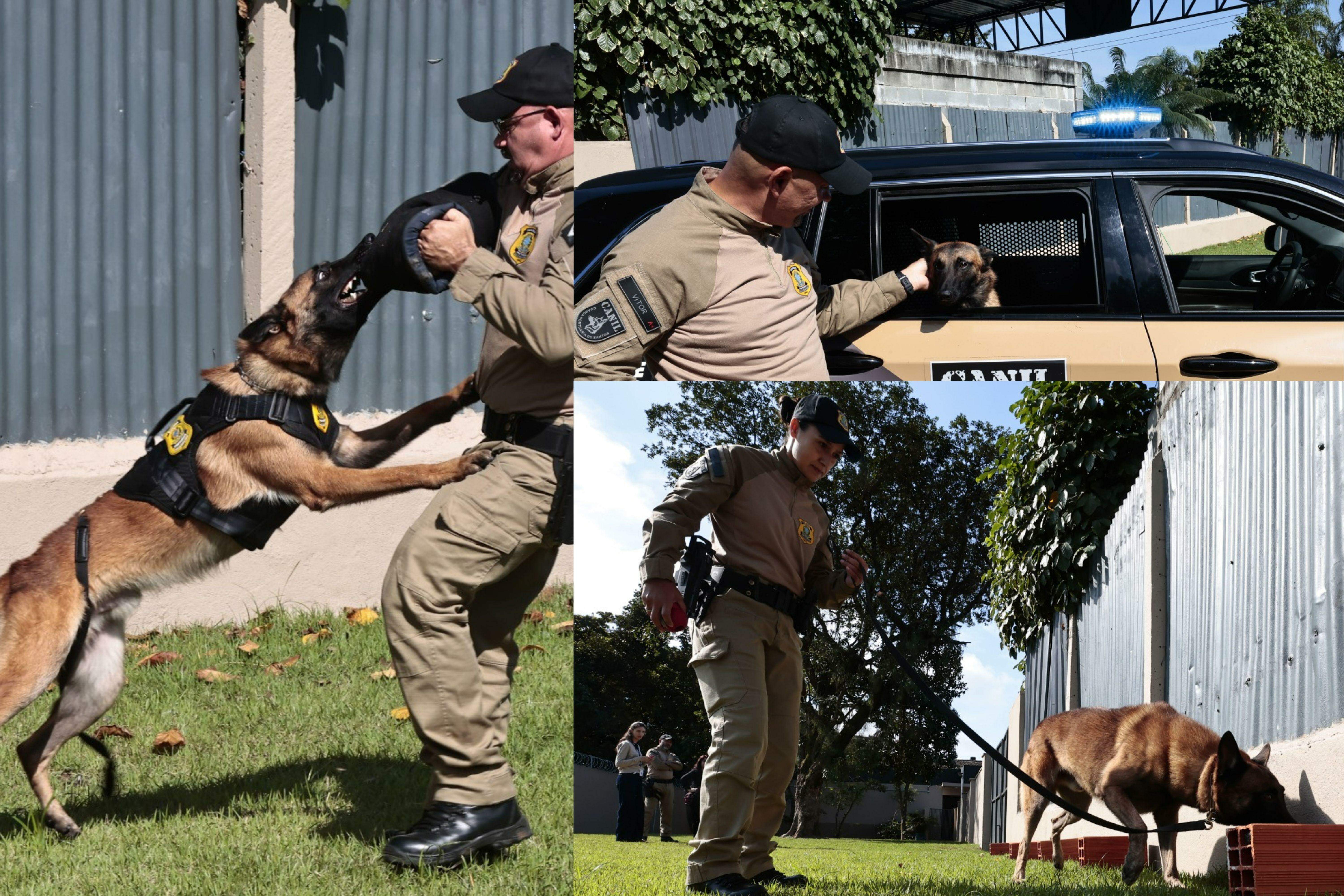 Dos oito cachorros, sete são da raça pastor-belga-malinois e um é golden retriever. A Guarda Portuária é referência no adestramento de cães e na atuação operacional, com destaque para diversas ocorrências que levaram à apreensão de drogas em apoio à Polícia Federal e à Receita Federal