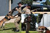 Dos oito cachorros, sete são da raça pastor-belga-malinois e um é golden retriever. A Guarda Portuária é referência no adestramento de cães e na atuação operacional, com destaque para diversas ocorrências que levaram à apreensão de drogas em apoio à Polícia Federal e à Receita Federal