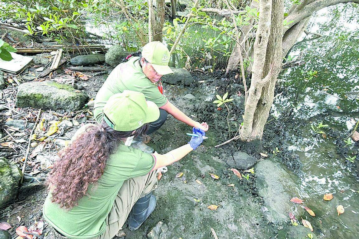 Estudo pretende entender os impactos que permanecem no ambiente mesmo após as ações de limpeza.