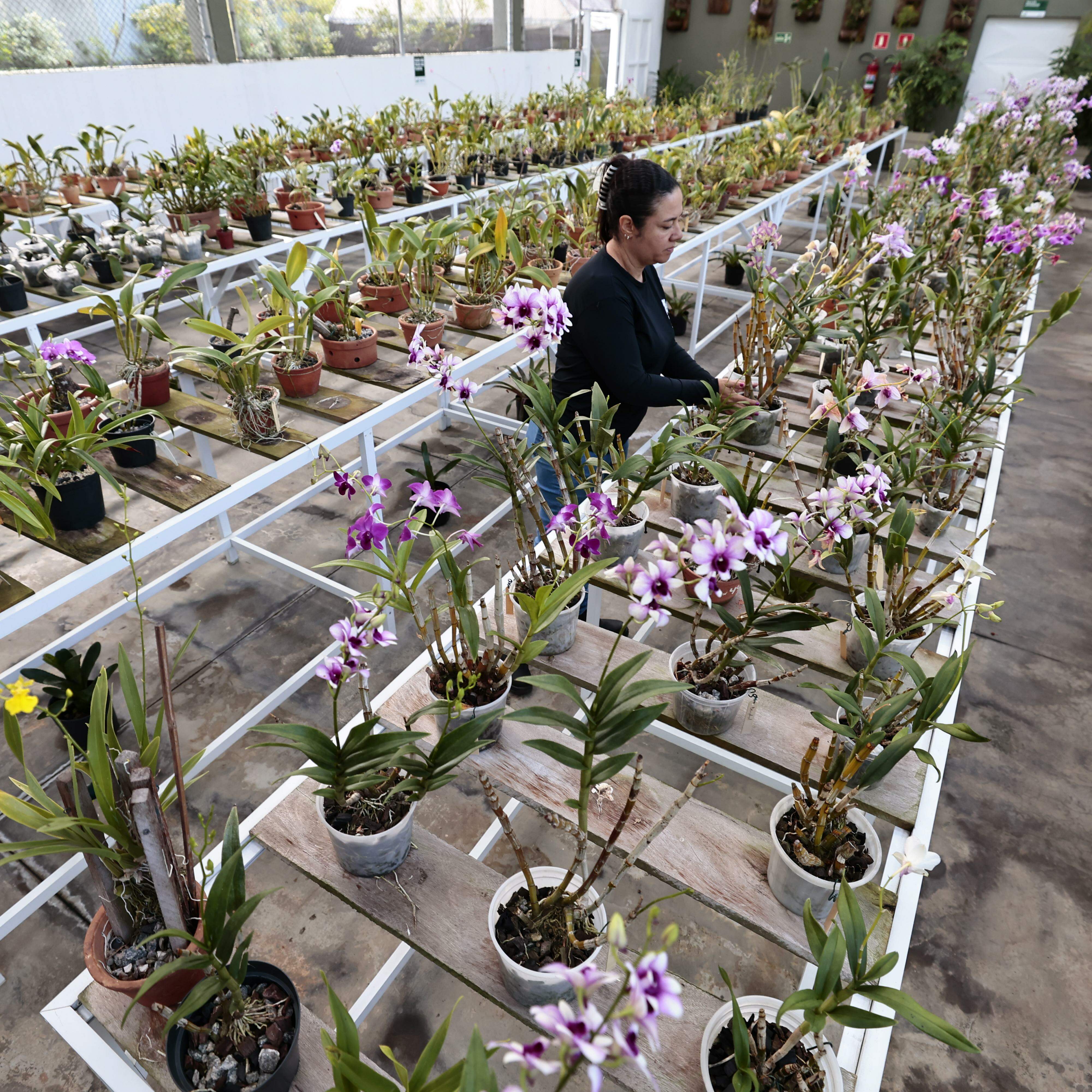 No Orquidário há 23 gêneros e mais de 3 mil espécies em exposição