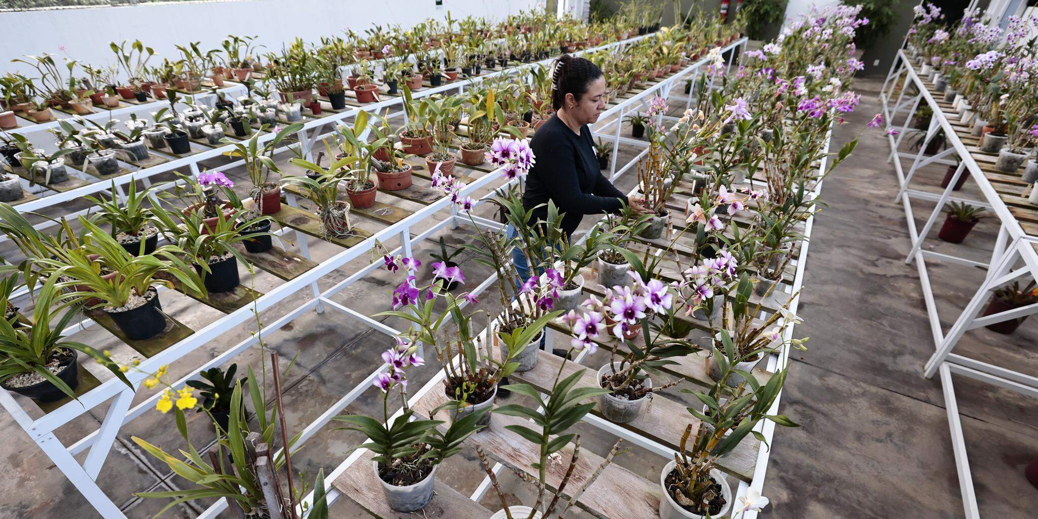 No Orquidário há 23 gêneros e mais de 3 mil espécies em exposição