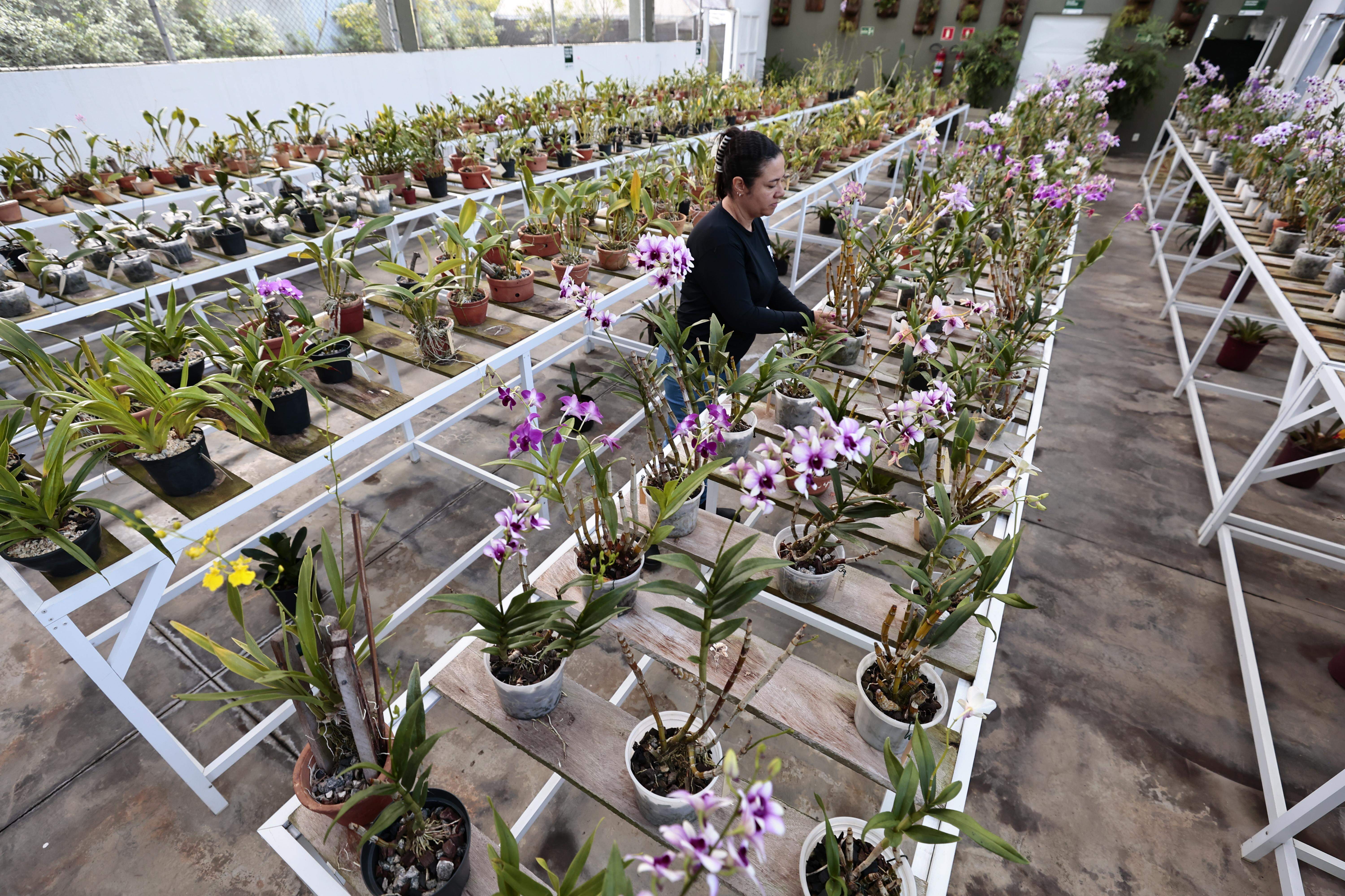 No Orquidário há 23 gêneros e mais de 3 mil espécies em exposição