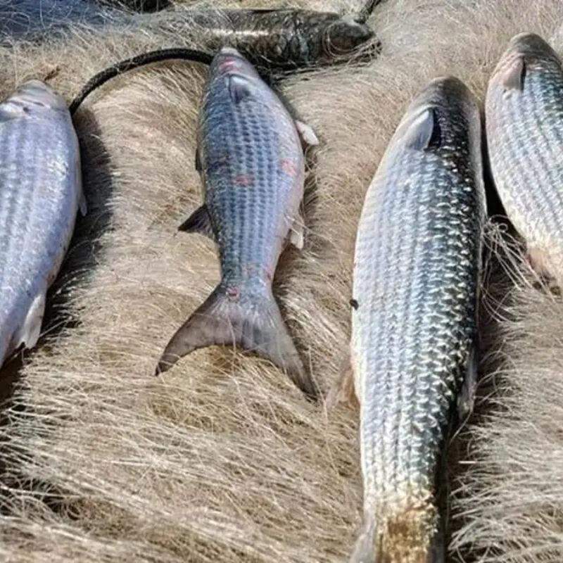 Pesca de tainha na modalidade arrasto de praia está suspensa