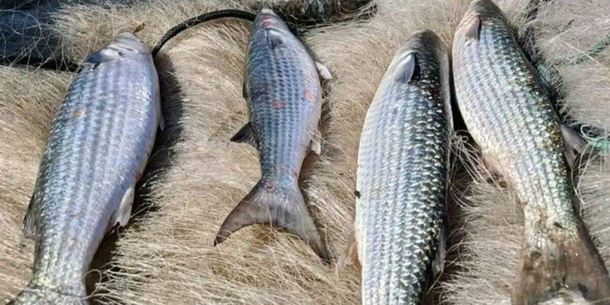 Pesca de tainha na modalidade arrasto de praia está suspensa