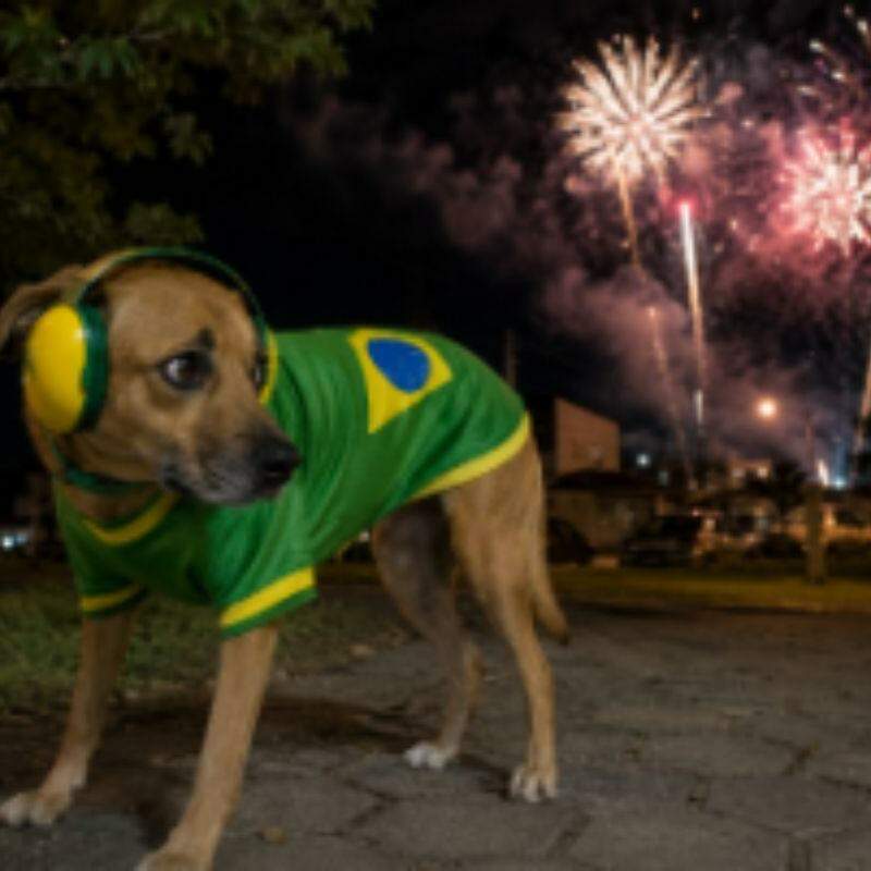 Muito barulho incomoda a audição dos cachorros