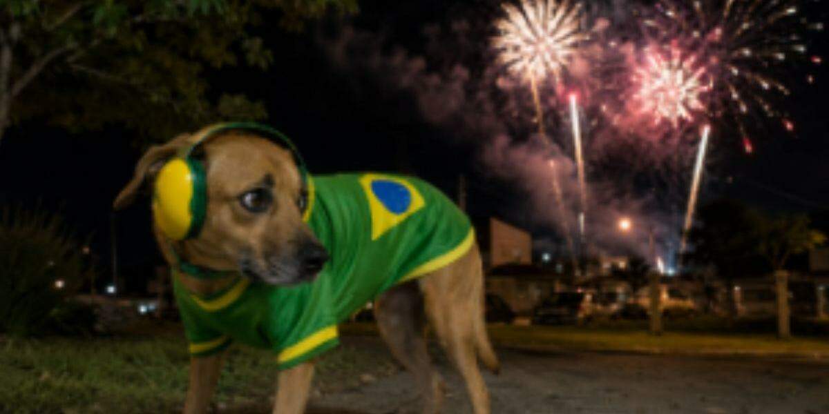 Muito barulho incomoda a audição dos cachorros