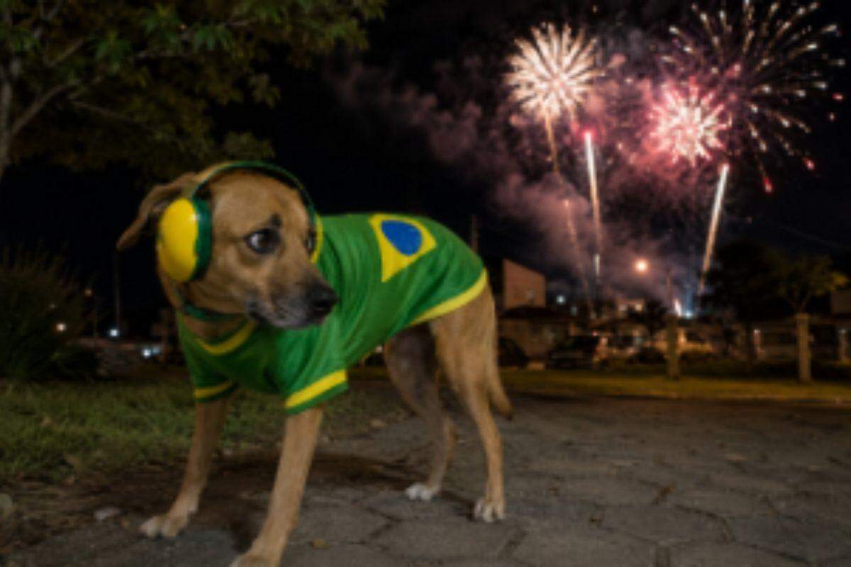 Muito barulho incomoda a audição dos cachorros