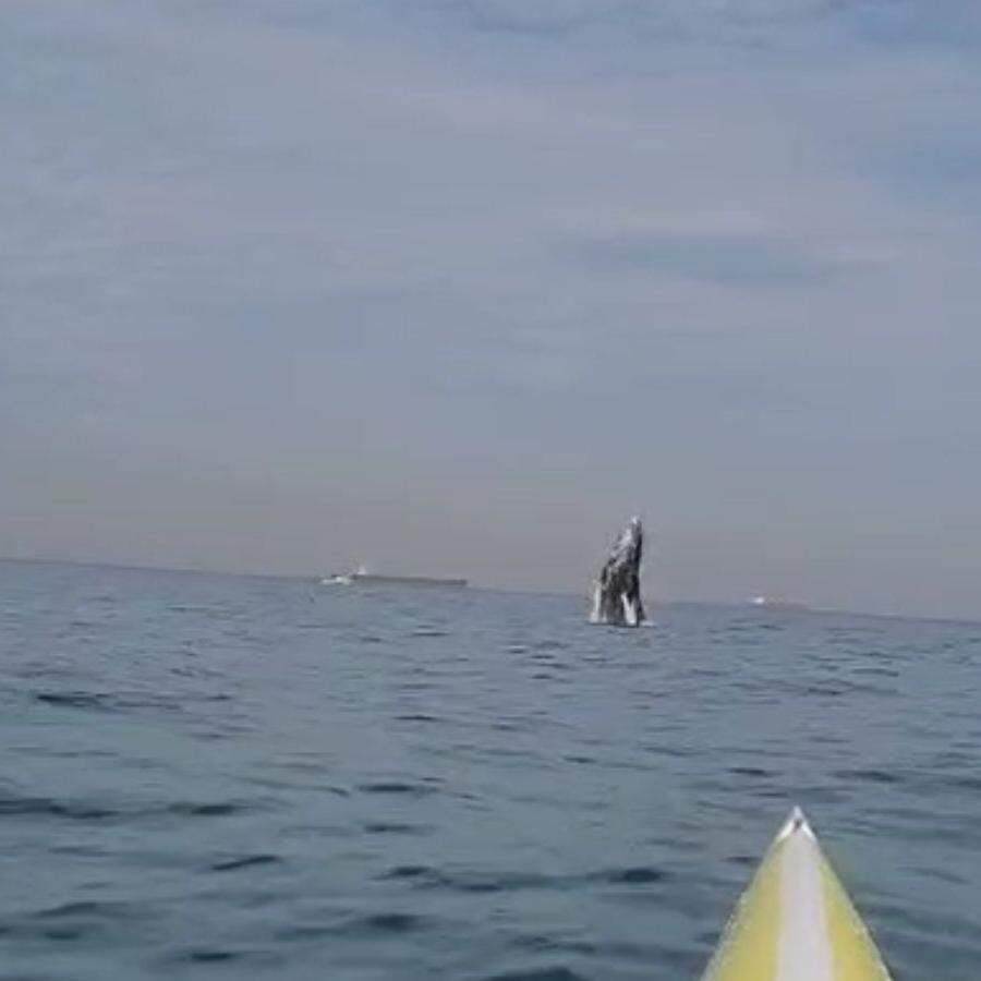 Remador registrou o salto de uma baleia no mar de Santos