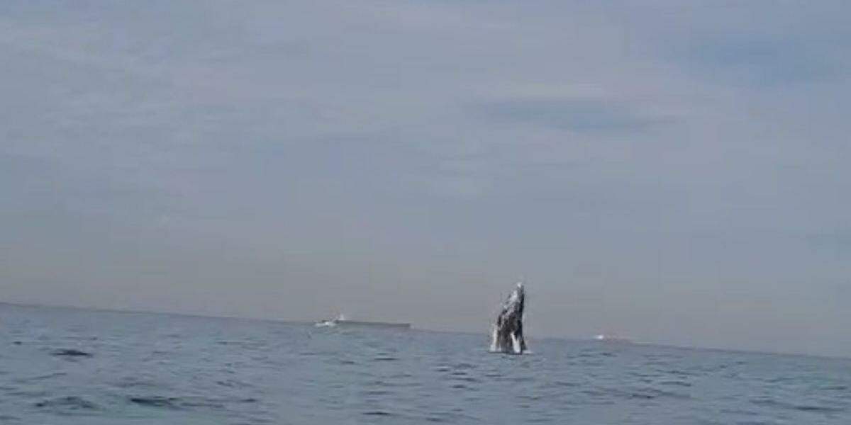 Remador registrou o salto de uma baleia no mar de Santos
