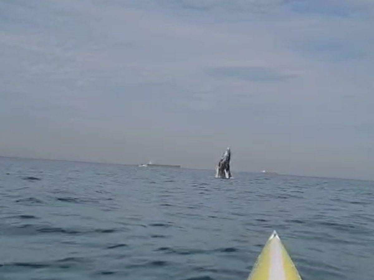 Remador registrou o salto de uma baleia no mar de Santos