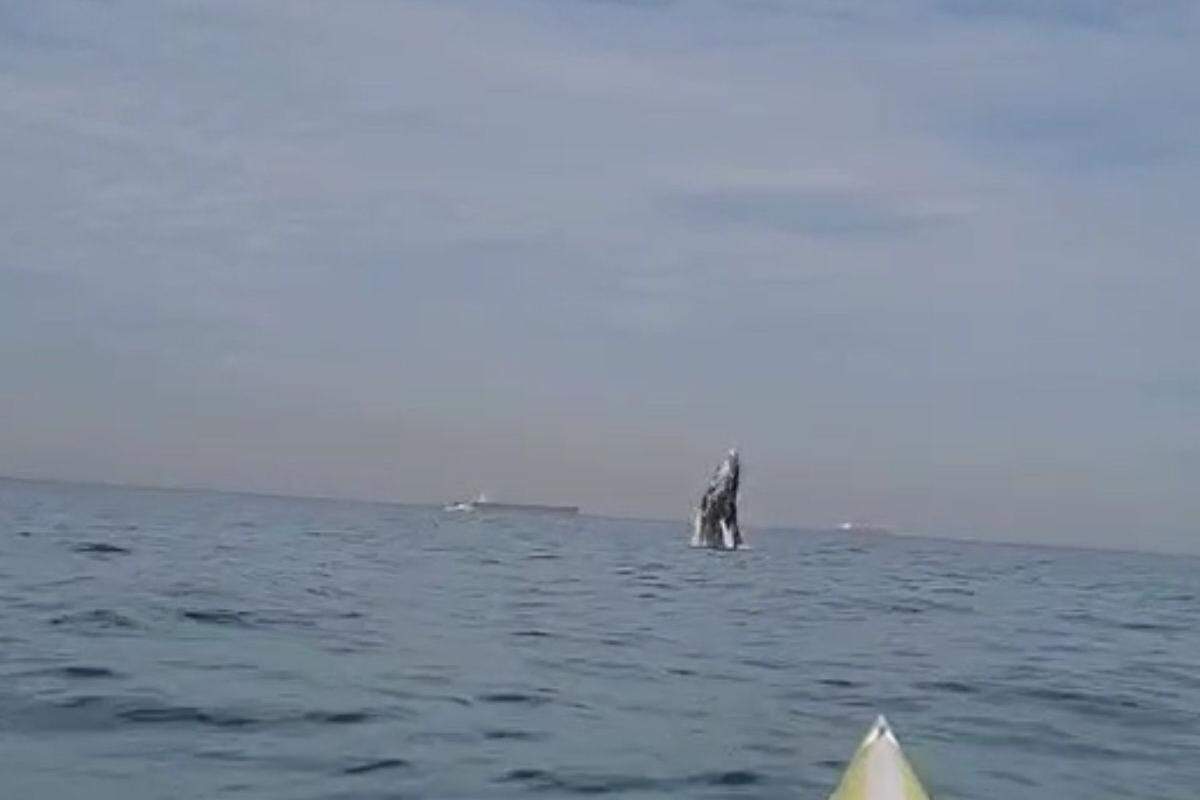Remador registrou o salto de uma baleia no mar de Santos