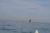 Remador registrou o salto de uma baleia no mar de Santos