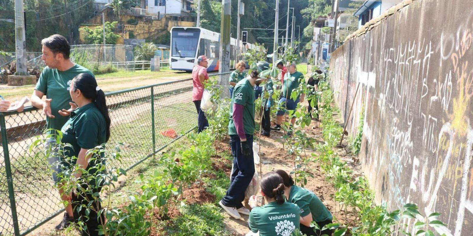 O plantio das espécies da Mata Atlântica foi feito por 25 voluntários