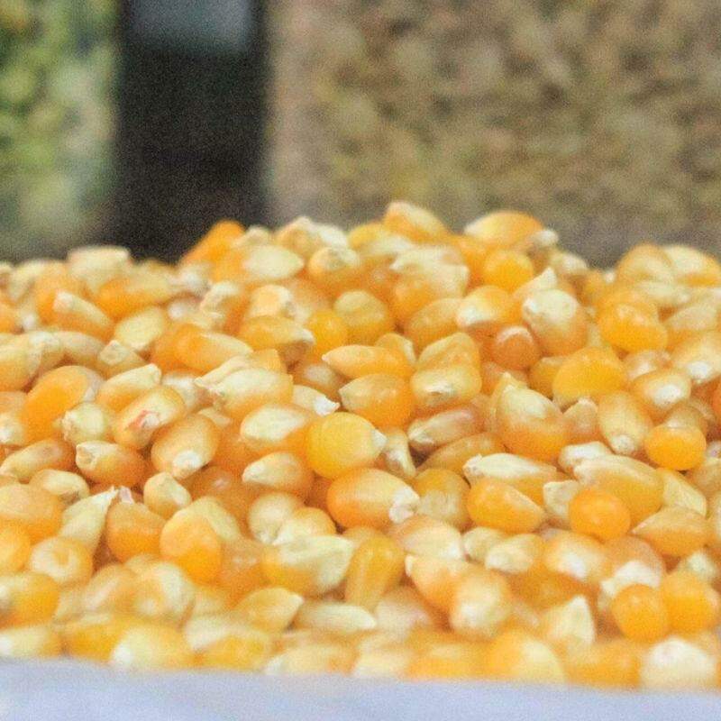 Anvisa manda recolher todos os lotes de milho para pipoca após erro em rótulo