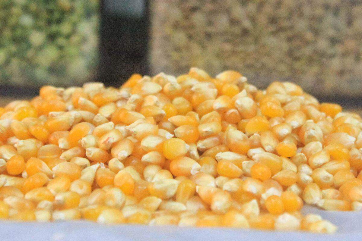 Anvisa manda recolher todos os lotes de milho para pipoca após erro em rótulo