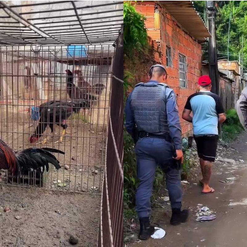 Animais foram resgatados e responsável pelo local foi conduzido à delegacia