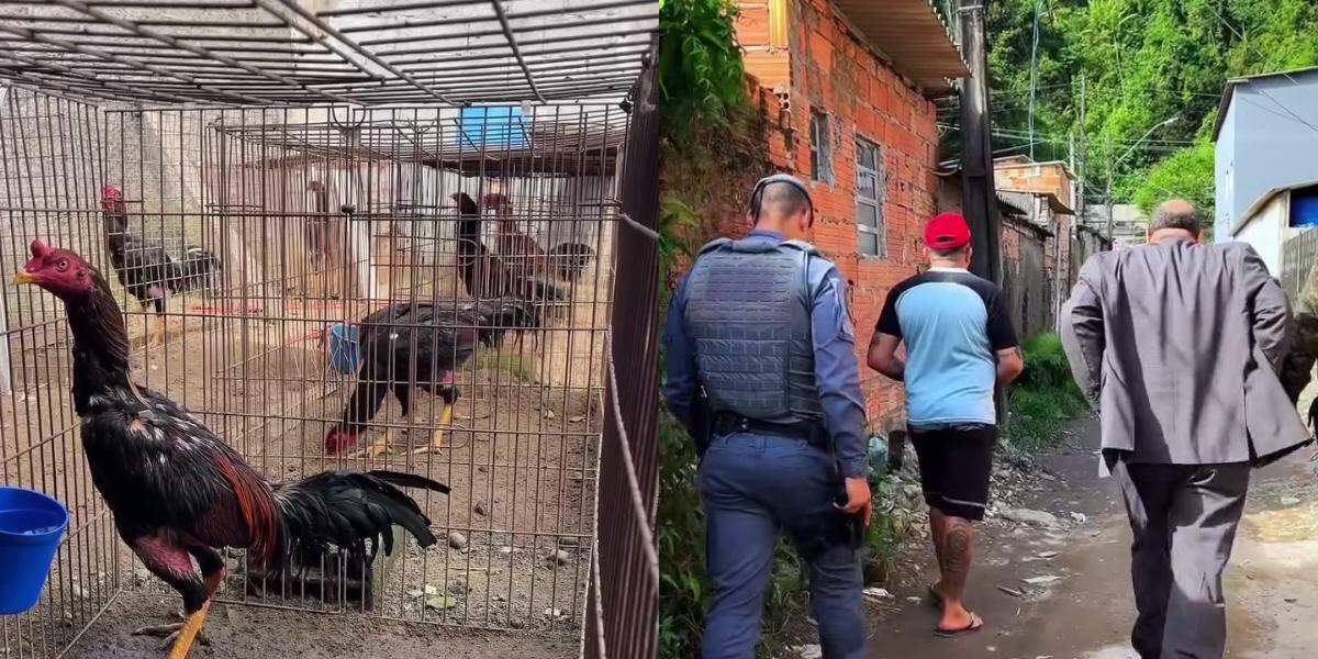 Animais foram resgatados e responsável pelo local foi conduzido à delegacia