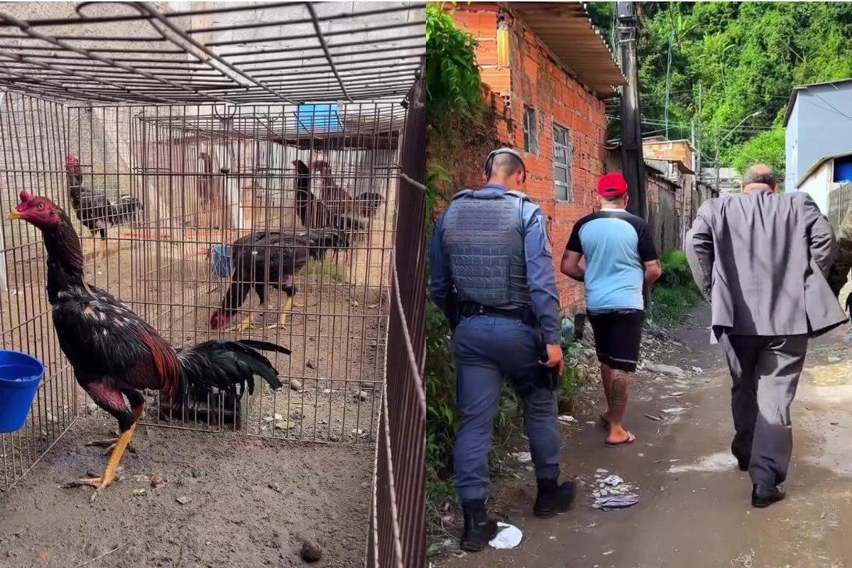 Animais foram resgatados e responsável pelo local foi conduzido à delegacia