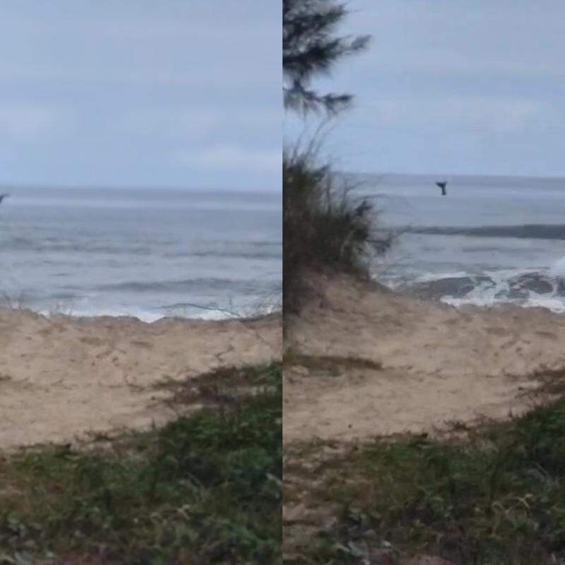 Animal foi avistado próximo à costa