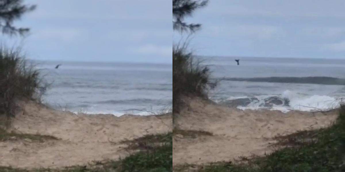 Animal foi avistado próximo à costa