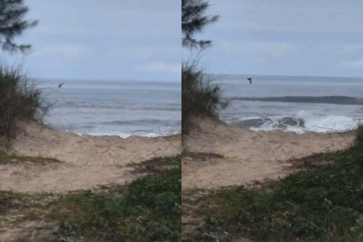 Animal foi avistado próximo à costa